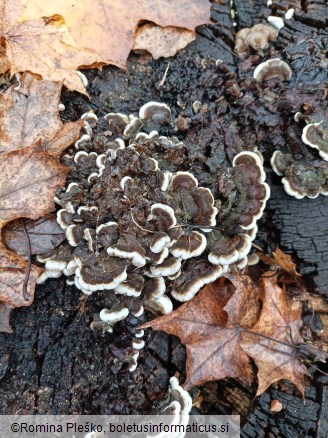 Auricularia mesenterica