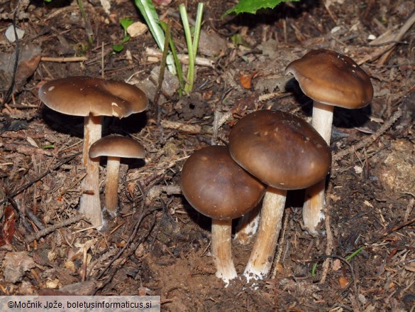 Melanoleuca cognata