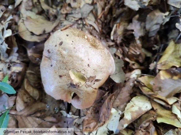 Boletus rhodoxanthus