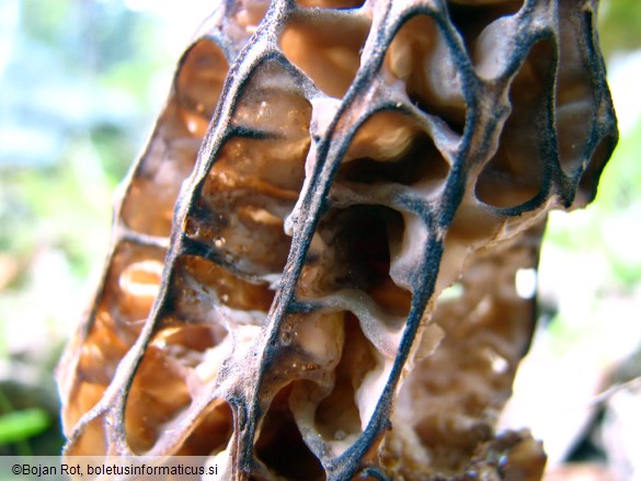 Morchella conica