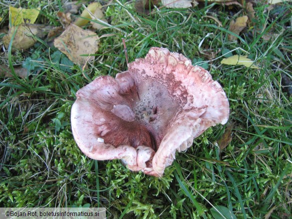 Hygrophorus russula