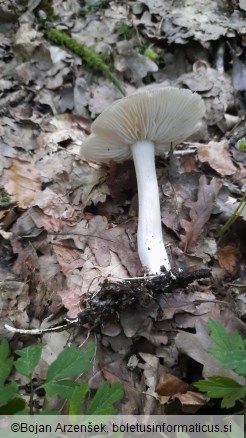 Megacollybia platyphylla