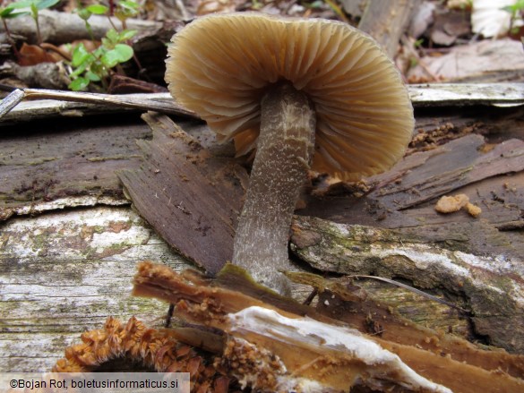 Entoloma hirtipes