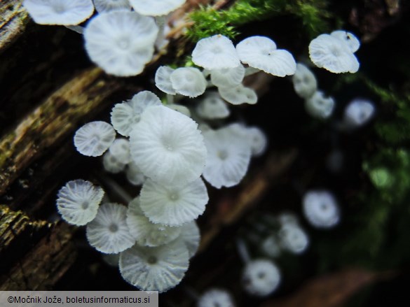 Hemimycena hirsuta