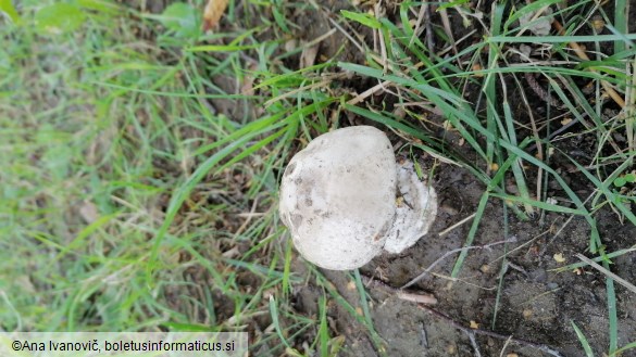 Amanita strobiliformis