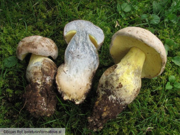 Boletus radicans