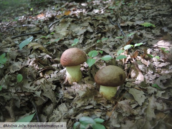 Butyriboletus appendiculatus