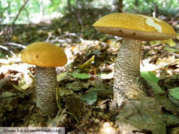 Leccinum versipelle