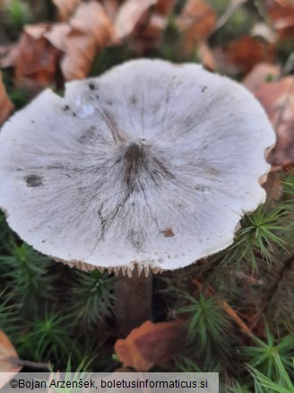 Tricholoma virgatum