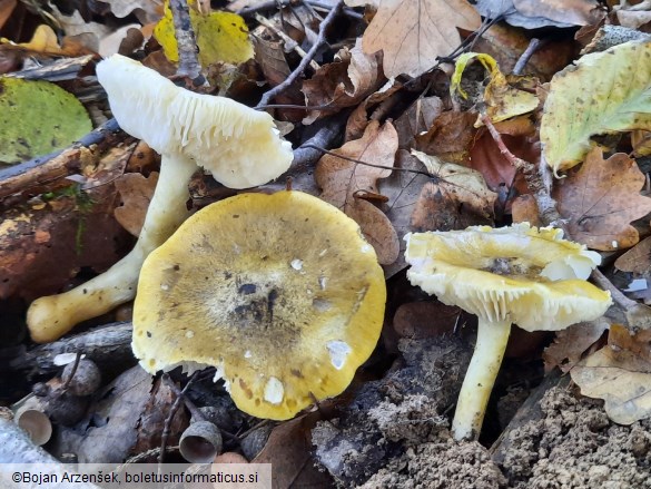 Tricholoma sejunctum