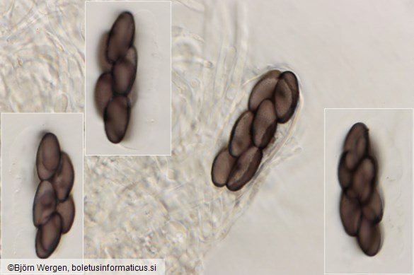 Saccobolus depauperatus