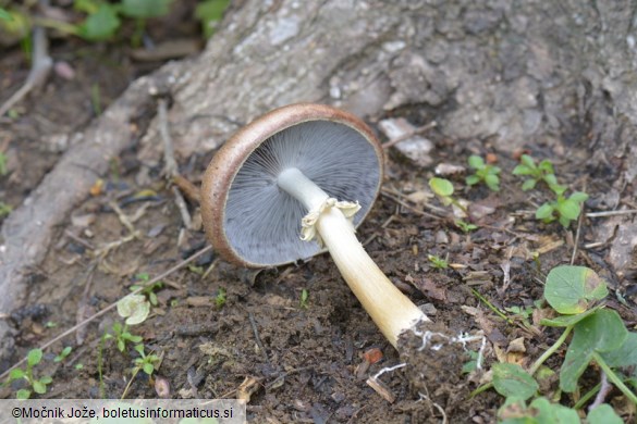 Stropharia rugosoannulata