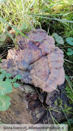 Ganoderma carnosum