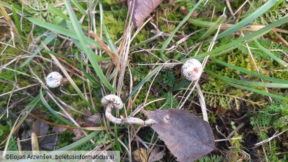 Tulostoma brumale