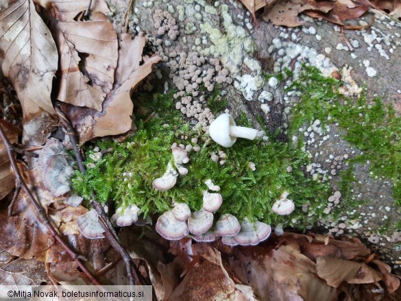 Hygrophorus eburneus