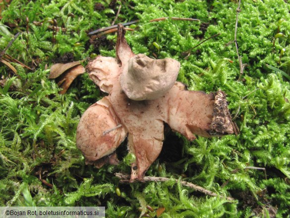 Geastrum rufescens