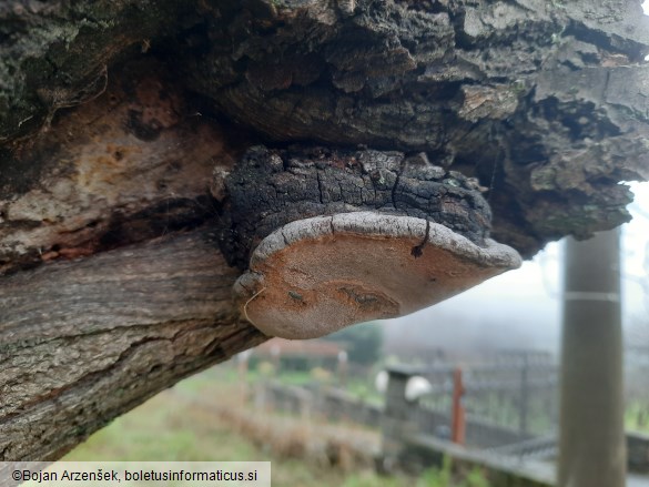 Phellinus pomaceus