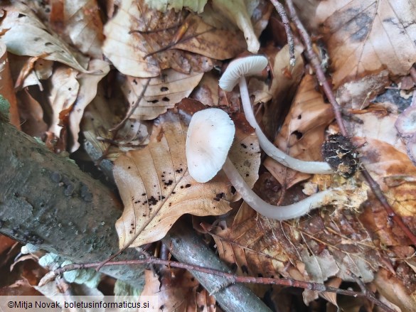 Mycena rosea