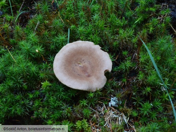 Lactarius helvus