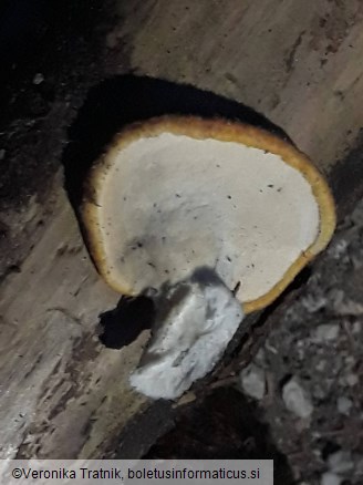 Polyporus tuberaster