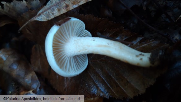 Hygrophorus lindtneri