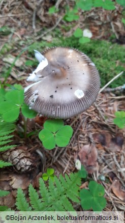 Amanita battarrae