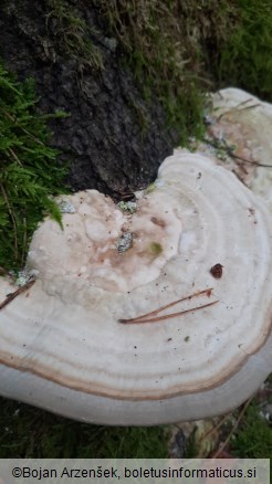 Trametes gibbosa