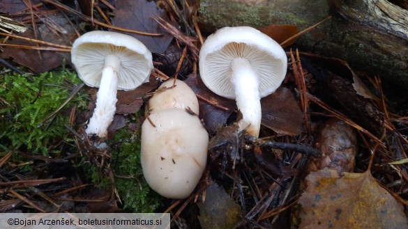 Pholiota lenta