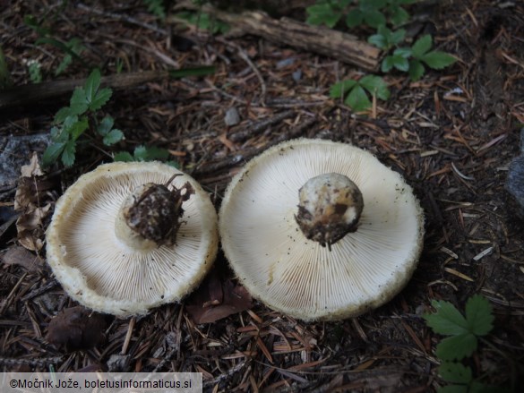 Lactarius leonis