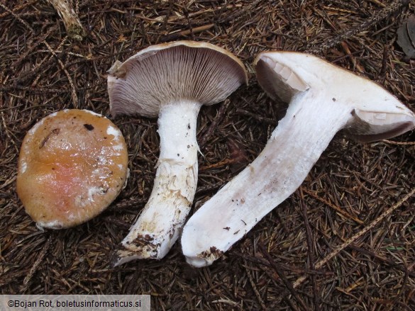 Cortinarius claricolor