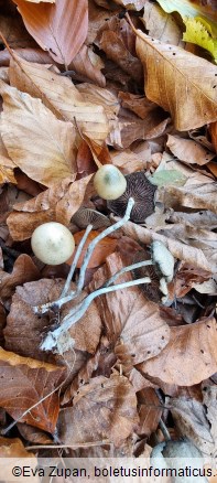 Psilocybe serbica