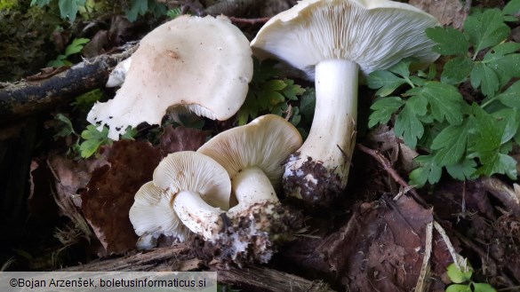 Calocybe gambosa