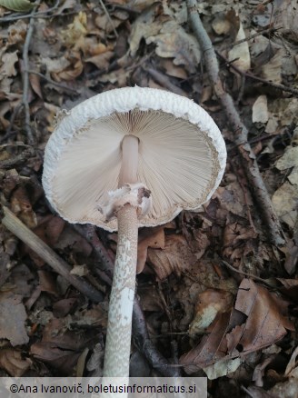Macrolepiota mastoidea