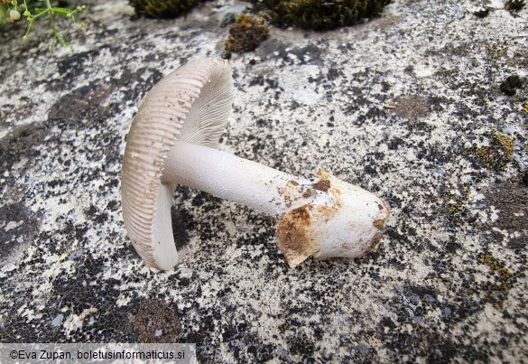 Amanita alseides