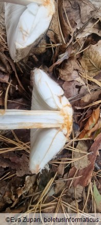 Chlorophyllum olivieri