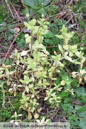 Peronospora alsinearum