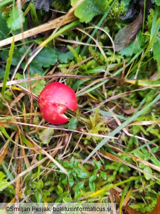 Hygrocybe coccinea