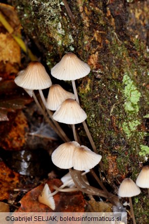 Mycena galopus var. galopus