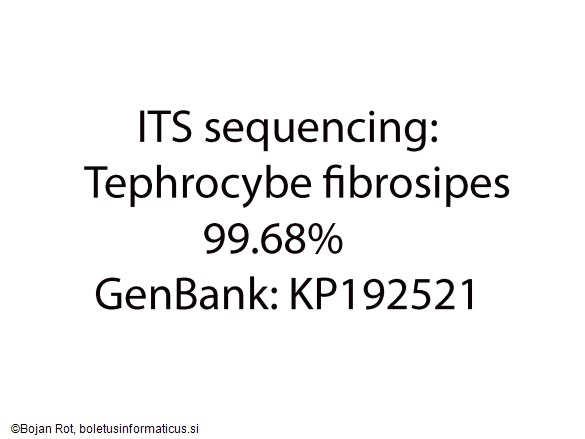 Lyophyllum fibrosipes