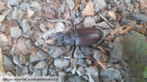 Lucanus cervus