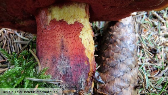 Rubroboletus rubrosanguineus