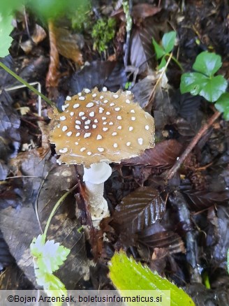 Amanita pantherina