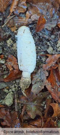 Coprinus comatus