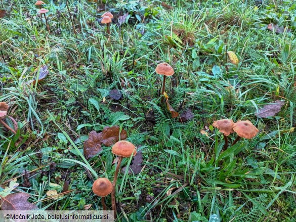 Laccaria macrocystidiata