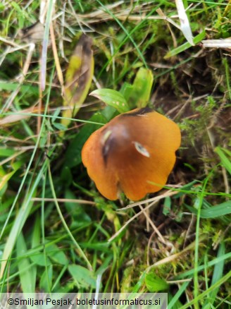 Hygrocybe conica