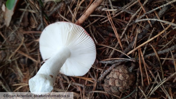 Russula emetica