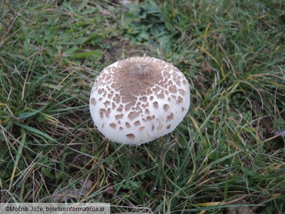 Macrolepiota excoriata