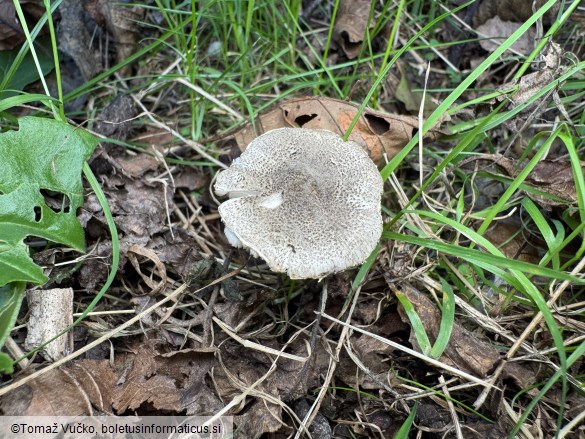 Lepiota griseovirens