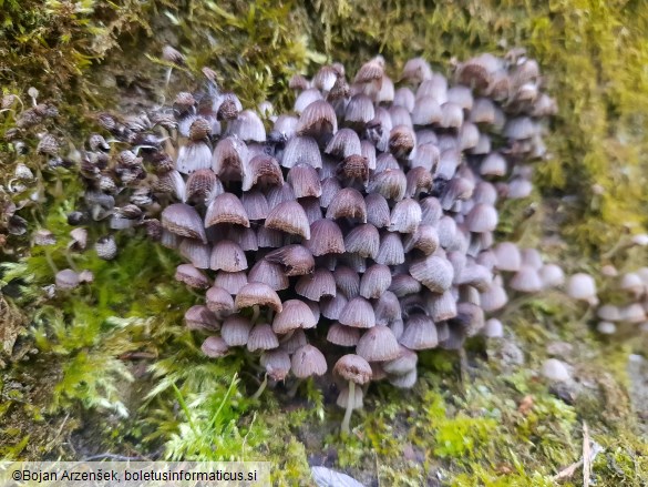 Coprinellus disseminatus