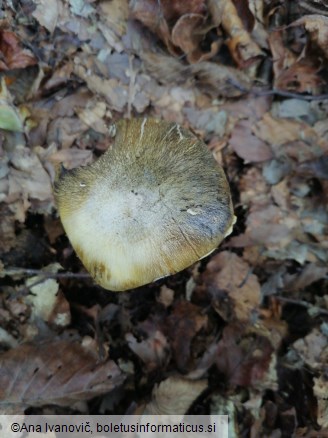 Tricholoma sejunctum